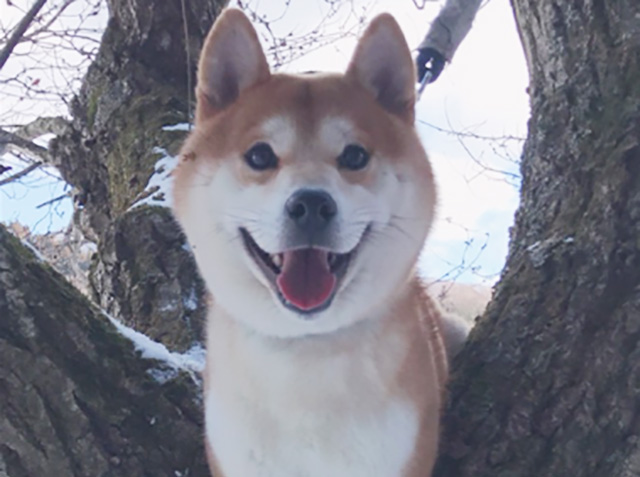 和野建設工業株式会社 愛犬セル